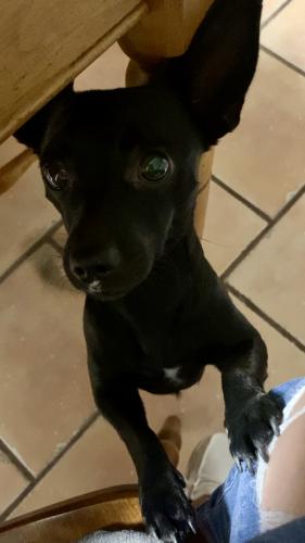 Lost Male Dog last seen Central and Wyoming, Albuquerque, NM 87108