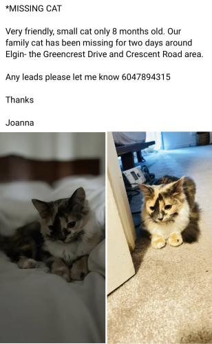 Lost Female Cat last seen Greencrest Drive & 142A, South Surrey, Surrey, BC V4P 1M2