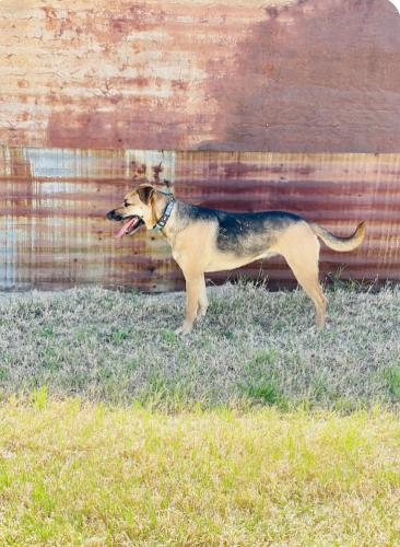 Lost Female Dog last seen Camp Creek Area of Franklin, Texas, Robertson County, TX 77856
