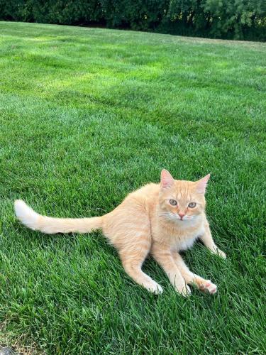 Lost Male Cat last seen Burnsville , Burnsville, MN 55337