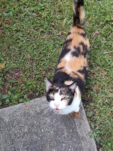 Lost Female Cat last seen Okatee Subdivision, Summerville, SC 29486