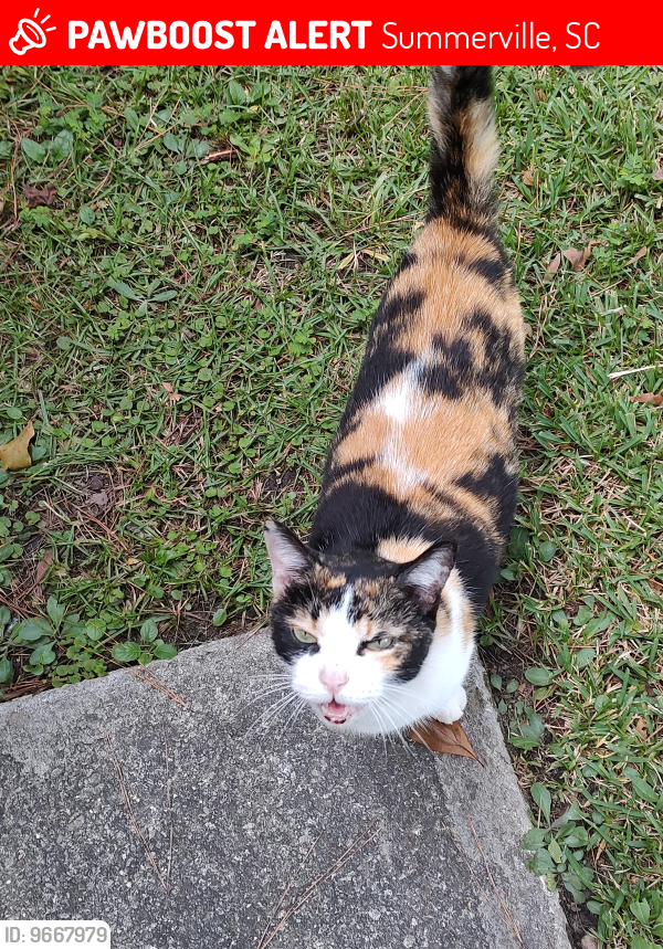 Lost Female Cat last seen Okatee Subdivision, Summerville, SC 29486