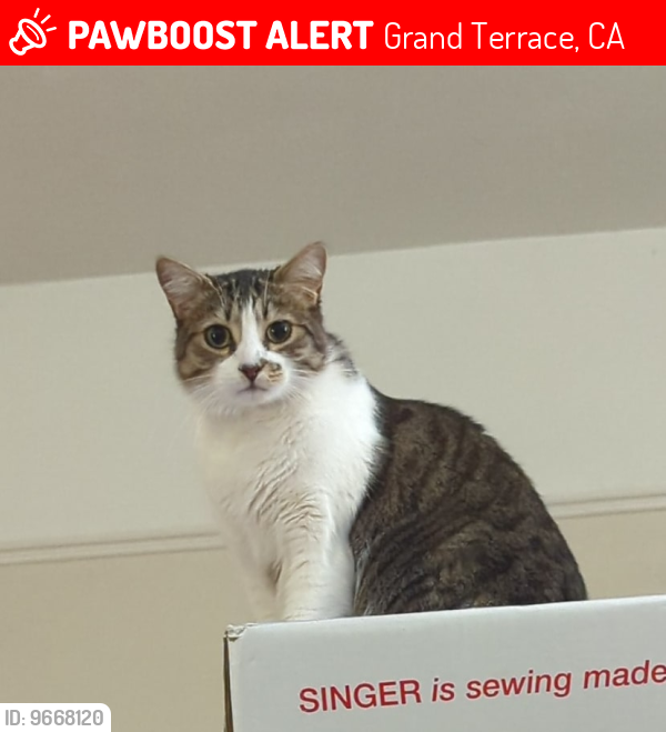 Lost Male Cat last seen Newport Ave, Grand Terrace, CA 92313