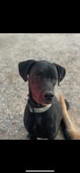 Reunited Male Dog last seen Oliveira and buckwheat, Pinon Hills, CA 92372