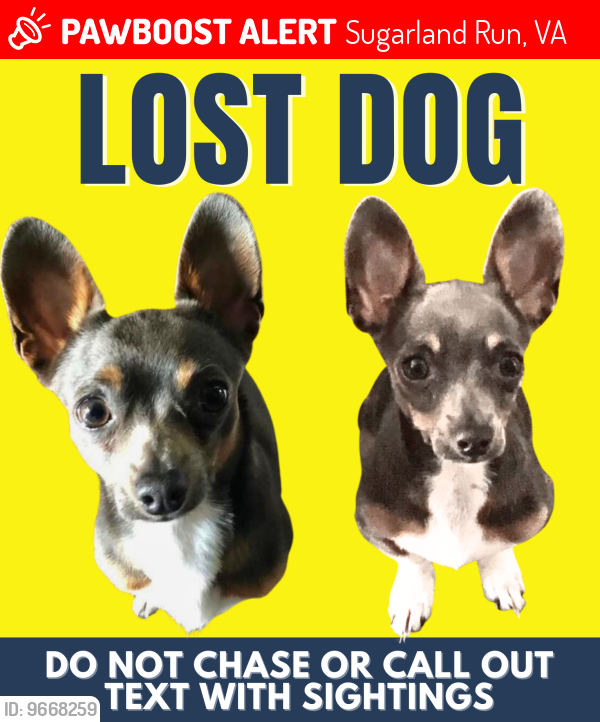 Lost Male Dog last seen Algonkian & Potomac View , Sugarland Run, VA 20165