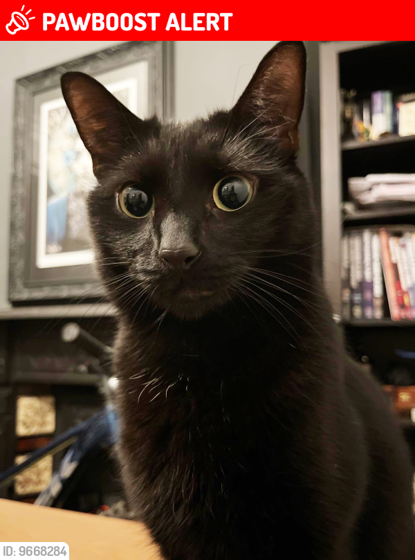 Lost Male Cat last seen Audenshaw School, Audenshaw, England 