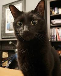 Lost Male Cat last seen Audenshaw School, Audenshaw, England 