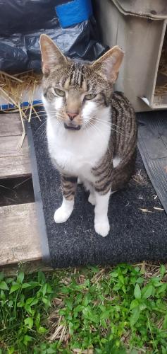 Lost Male Cat last seen Schoolhouse Rd Rt. 70 Lacey Rd near WaWa, Manchester Township, NJ 08759