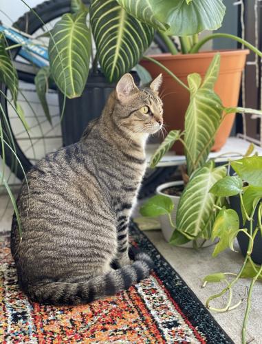 Lost Male Cat last seen Euclid Ave. and Mabel St. , Tucson, AZ 85719