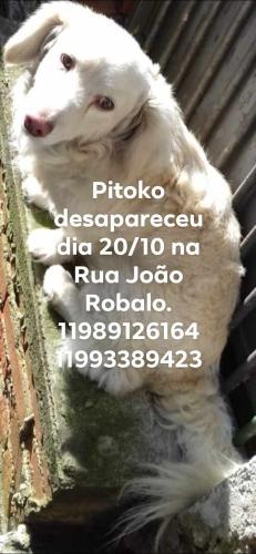 Lost Male Dog last seen Rua João Robalo, Capão Redondo , São Paulo, SP 05881-000