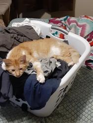 Lost Female Cat last seen Around Silvestre Rd. on Castner and around nearby blocks, El Paso, TX 79907