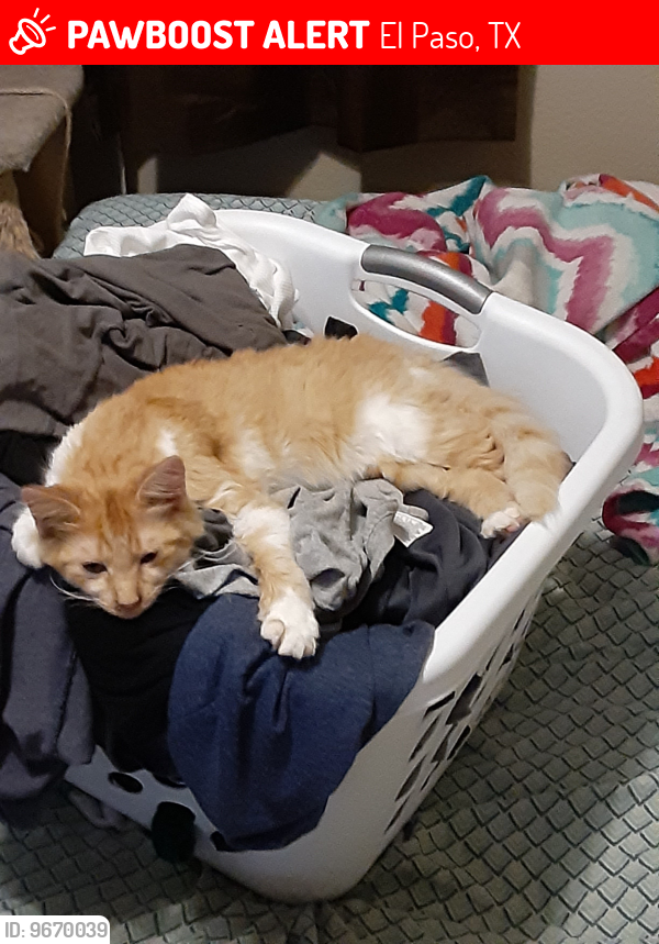 Lost Female Cat last seen Around Silvestre Rd. on Castner and around nearby blocks, El Paso, TX 79907