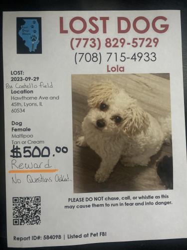 Lost Female Dog last seen Lyons, Brookfield Lagrange,Ogden,45th , Lyons, IL 60534