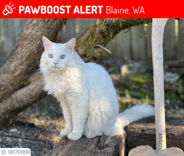 Lost Male Cat last seen A st , Blaine, WA 98230