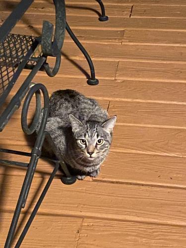 Found/Stray Unknown Cat last seen Hastings Dr & Westwood ct, Manassas, VA 20110