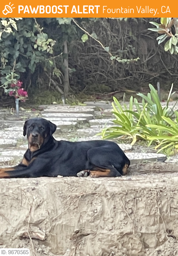 Fountain Valley, CA Stray Female Dog Found Near Mile sq park PawBoost