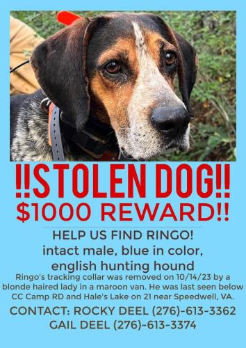 Lost Male Dog last seen Elk Creek Virginia , Wythe County, VA 24374