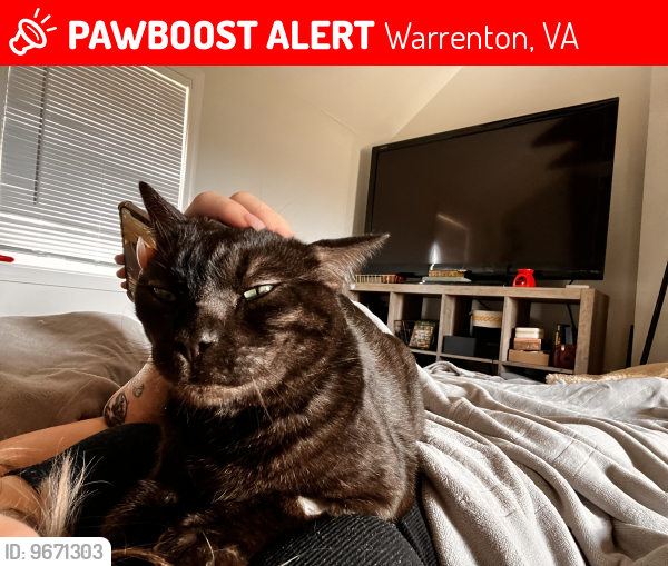 Lost Male Cat last seen Close to the 711 in Jeffersonton , Warrenton, VA 20186