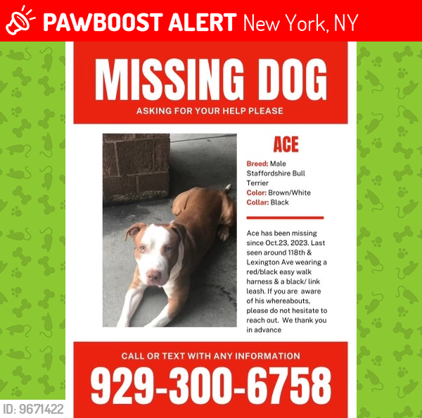 Lost Male Dog last seen 118th and Lexington Avenue, New York, NY 10035