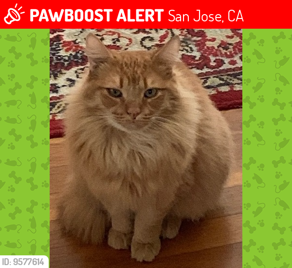Lost Male Cat last seen Flagg Ave close to Elliott, San Jose, CA 95128