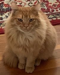 Lost Male Cat last seen Flagg Ave close to Elliott, San Jose, CA 95128