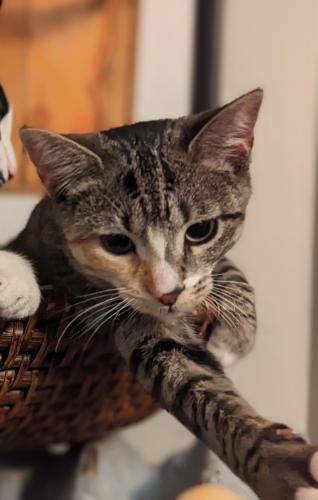 Lost Female Cat last seen Ardmore and Glenwood, Ardmore and Magnolia, Chicago, IL 60660
