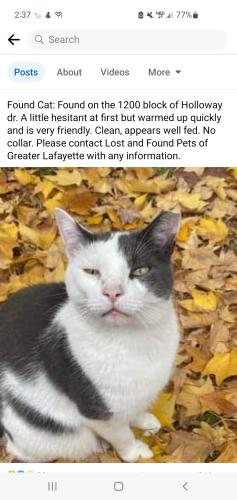 Lost Male Cat last seen Near 2nd street , Lafayette, IN 47905