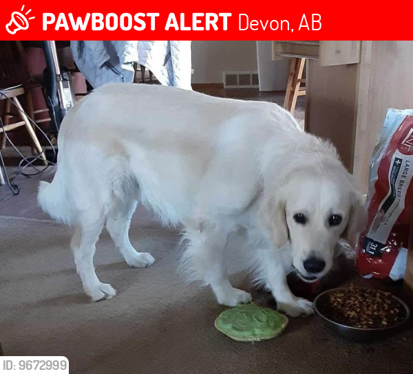 Lost Male Dog last seen highway 60 and 627 intersection, Devon, AB 
