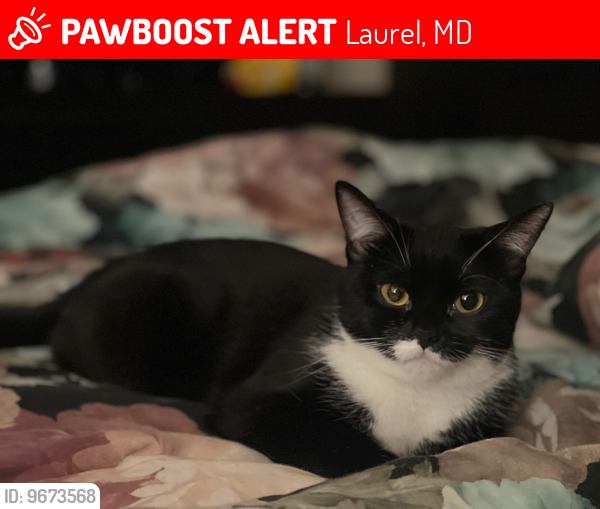Lost Female Cat last seen whiskey bottom road, Laurel, MD 20724