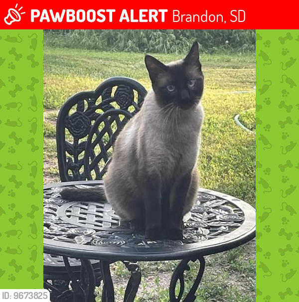Lost Male Cat last seen Brandon sd, Brandon, SD 57005