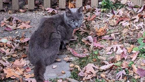 Found/Stray Unknown Cat last seen N. 26th St. & George Mason Drive, Arlington, va, Arlington, VA 22207