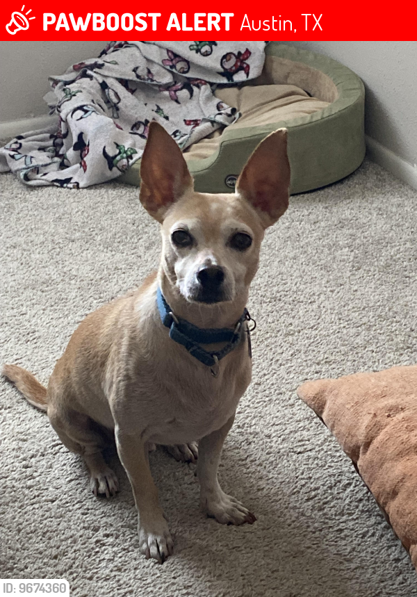 Austin, TX Lost Male Dog, Jaro Is Missing | PawBoost