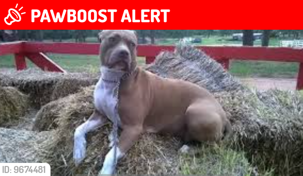 Lost Female Dog last seen Near B st. Colorado Springs Colorado 80906, Colorado Springs, CO 80906