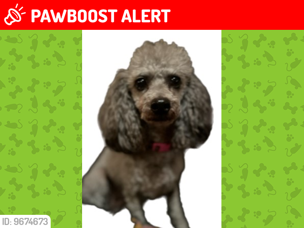 Lost Female Dog last seen Route 725/Browns Run Road, Germantown OH, German Township, OH 45327