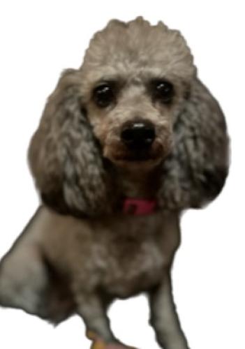Lost Female Dog last seen Route 725/Browns Run Road, Germantown OH, German Township, OH 45327