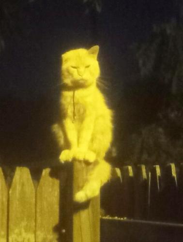 Lost Male Cat last seen Woodlawn Ave. Middletown Ohio Between Garfield and Young Streets, Middletown, OH 45044