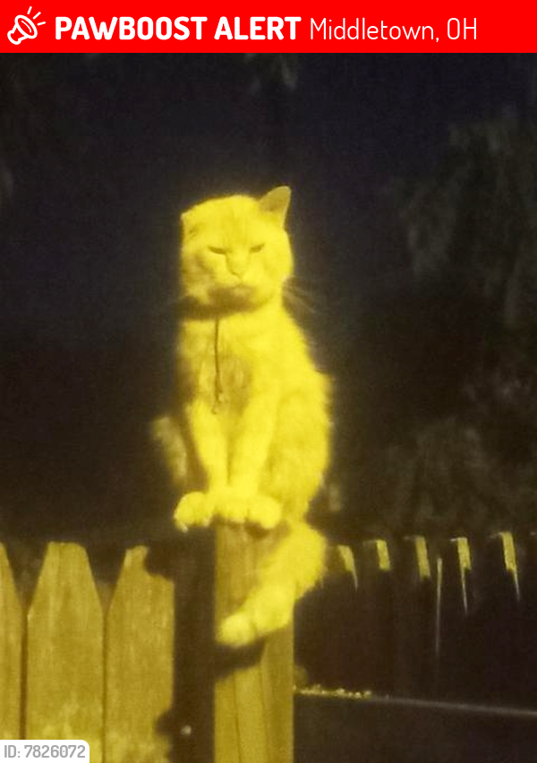 Lost Male Cat last seen Woodlawn Ave. Middletown Ohio Between Garfield and Young Streets, Middletown, OH 45044