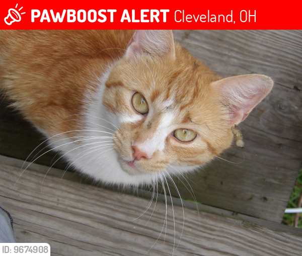 Lost Male Cat last seen Shore Acres Drive Cleveland Ohio, Cleveland, OH 44110