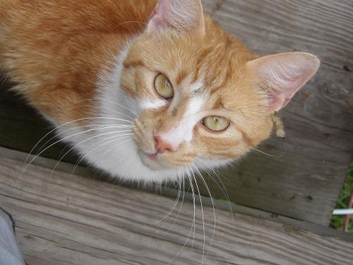 Lost Male Cat last seen Shore Acres Drive Cleveland Ohio, Cleveland, OH 44110