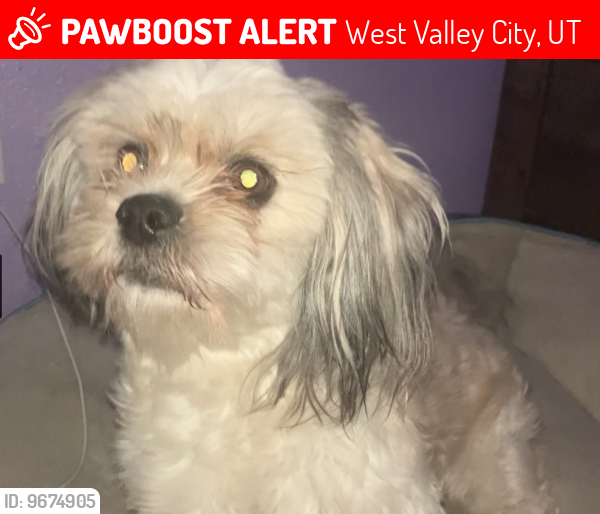 Lost Male Dog last seen Near s snowdon park dr, West Valley City, UT 84119