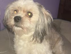 Lost Male Dog last seen Near s snowdon park dr, West Valley City, UT 84119