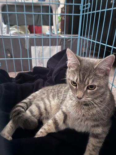 Found/Stray Unknown Cat last seen Camp Alger Avenue and Fallowfield Street (across from St. Philip's Catholic Church), West Falls Church, VA 22042