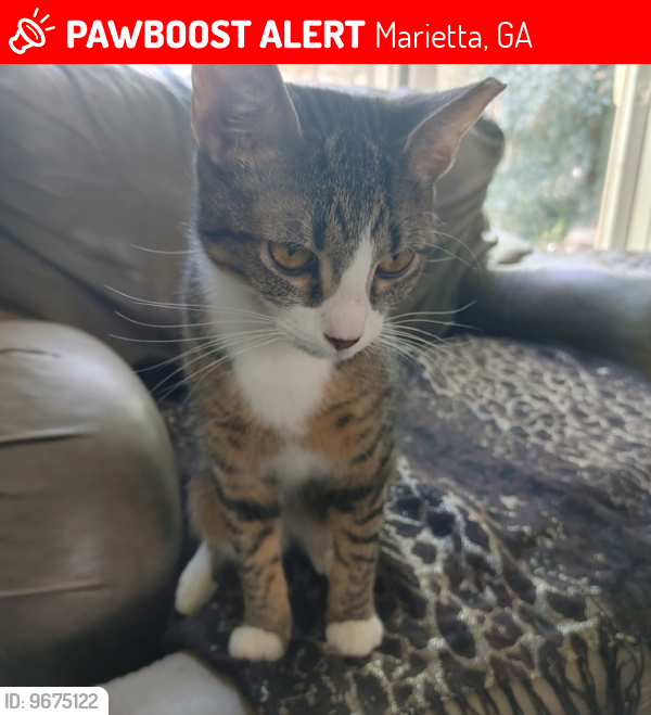 Lost Male Cat last seen Idelewood, Sandy Plains, Holly Springs, Marietta, GA 30062