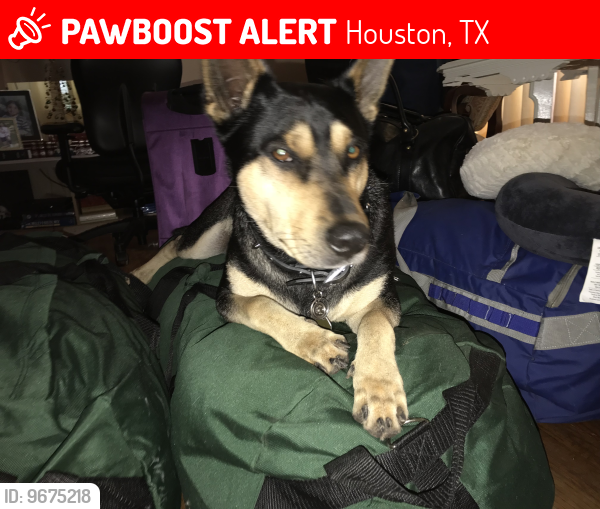 Lost Male Dog last seen Red ripple rd & Yale at by the corner store, Houston, TX 77091