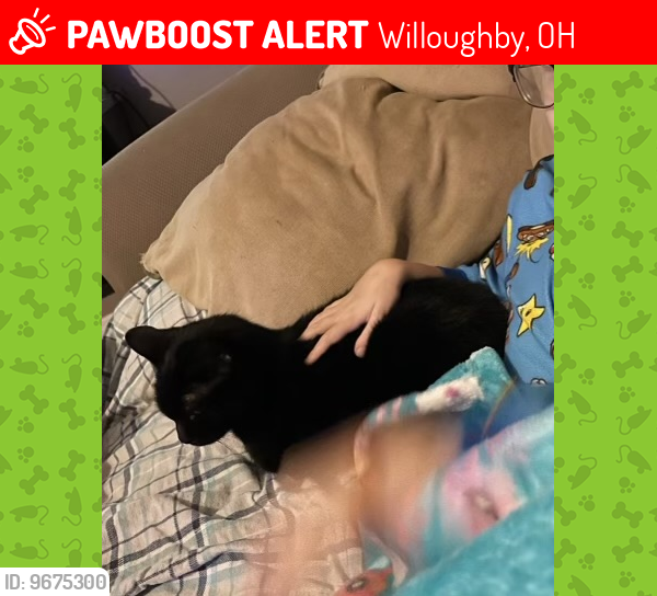 Lost Female Cat last seen Lyons ave Willoughby Ohio.   Across from Lincoln Park , Willoughby, OH 44094
