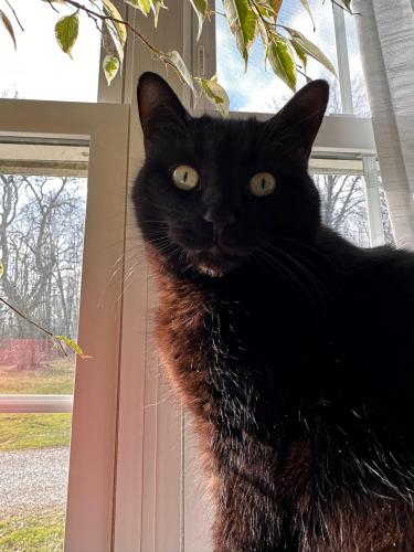 Lost Male Cat last seen Shady Hallow Country Club , Massillon, OH 44646