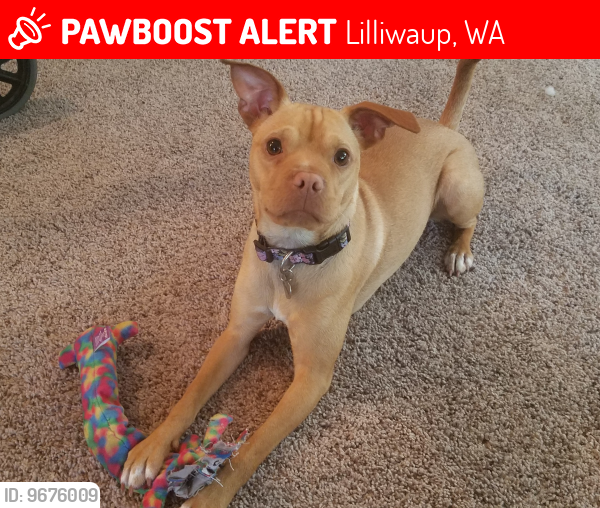 Lost Female Dog last seen Beacon Point Loop Highway 101, Lilliwaup, WA 98555
