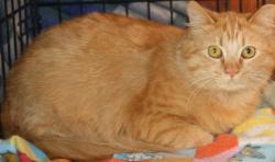 Reunited Female Cat last seen Near Adair Way, San Jose, ca., San Jose, CA 95124