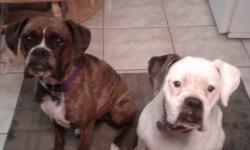 Lost Female Dog last seen N 39th Street & Bird Streeet, Tampa, FL 33604