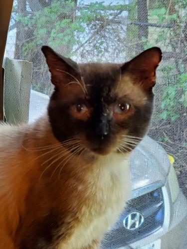 Lost Male Cat last seen Se 39th St and Stiles, Oklahoma City, OK 73129